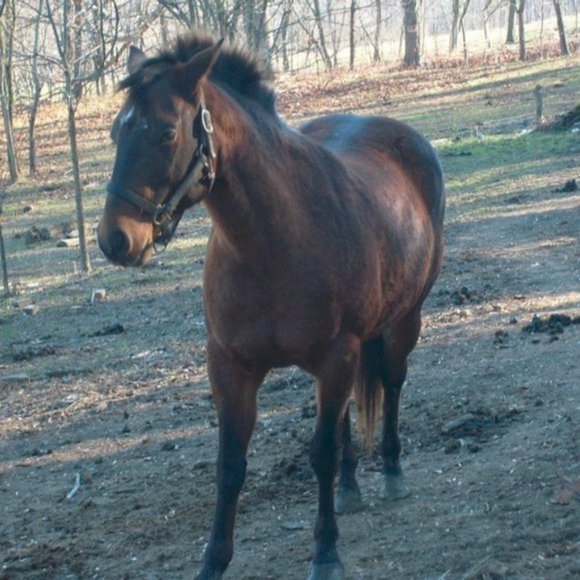 This Closet Supports a Small Animal Rescue. - Picture 12 of 15